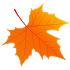 maple leaf 3 image
